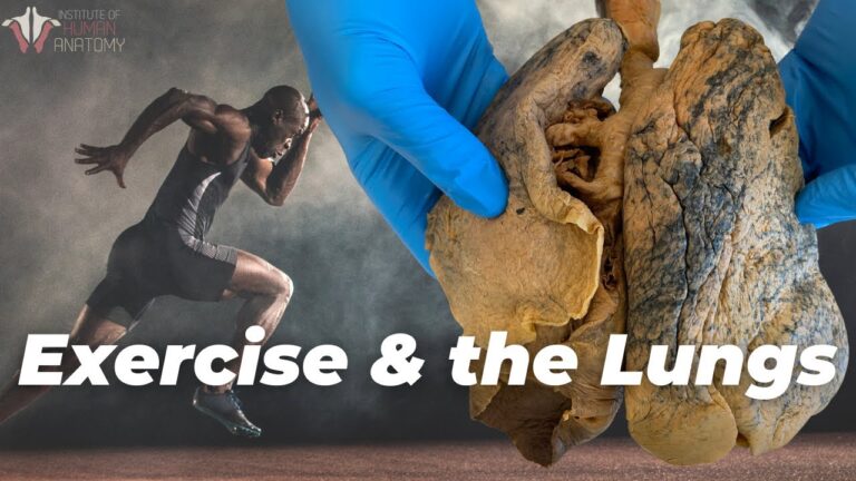 🔥 How Your Lungs Change With Exercise